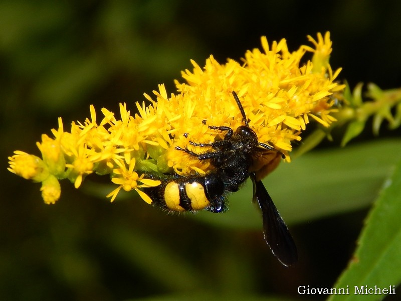 Scolia hirta, maschio